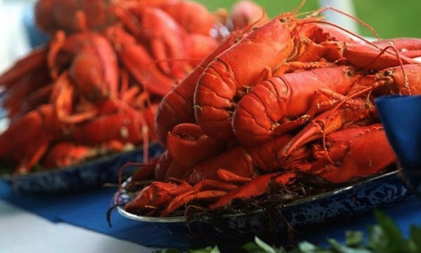 Maine lobster